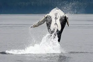 Breach: Humpback whale - Breaching