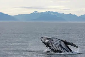Breach: Humpback Whale - Breaching