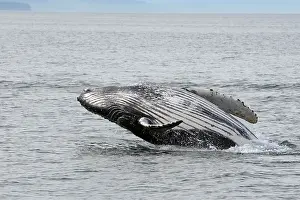 Breach: Humpback Whale - Breaching