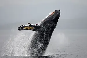 Breach: Humpback Whale - Breaching
