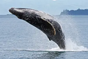 Breach: Humpback whale - Breaching