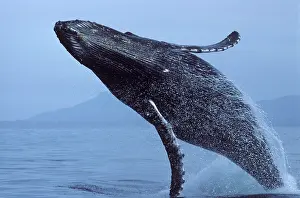 Novaengliae: HUMPBACK WHALE - Breaching