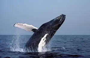 Flippers: Humpback whale - Breaching