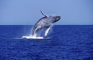 Novaengliae: Humpback WHALE - breaching