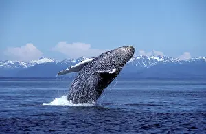 Novaengliae: HUMPBACK WHALE - Breaching