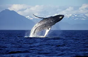 Novaengliae: Humpback WHALE - Breaching