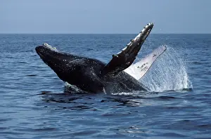 Flippers: Humpback whale - Breaching