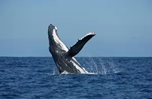 Tonga: Humpback whale - Breaching
