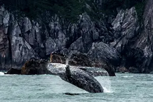 Renato Granieri: Humpback Whale breaching