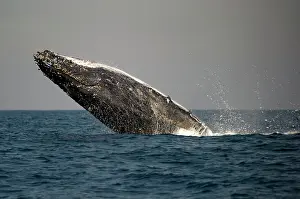 Novaengliae: Humpback Whale breaching