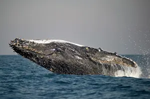 Novaengliae: Humpback Whale breaching