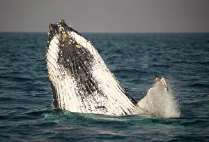 Novaengliae: Humpback Whale breaching
