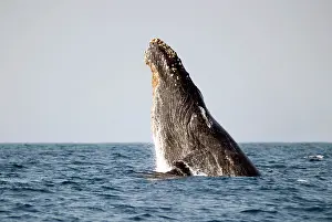 Novaengliae: Humpback Whale breaching