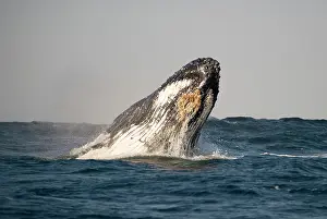 Novaengliae: Humpback Whale breaching