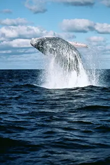 Breaching: Humpback Whale - Breaching
