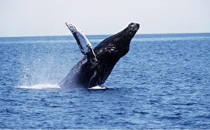 HUMPBACK WHALE - BREACHING