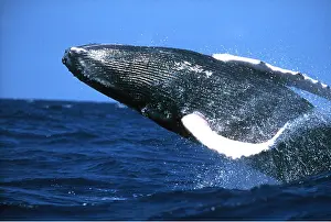 Splashing: HUMPBACK WHALE - BREACHING