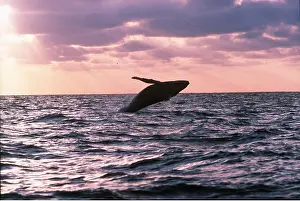 Rays: HUMPBACK WHALE - BREACHING