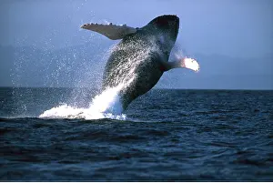 Splashing: HUMPBACK WHALE - BREACHING