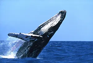 Splashing: HUMPBACK WHALE - BREACHING
