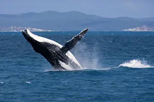 Fraser: Humpback Whale - breaching female whale in front