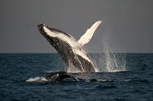Novaengliae: Humpback Whale breaching with outstretched pectoral
