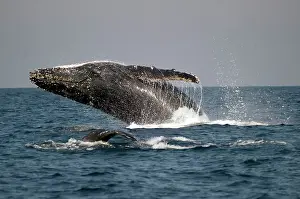 Novaengliae: Humpback Whale breaching with outstretched pectoral