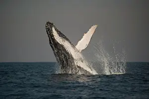 Novaengliae: Humpback Whale breaching with outstretched pectoral fin