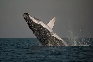 Novaengliae: Humpback Whale breaching with outstretched pectoral fin