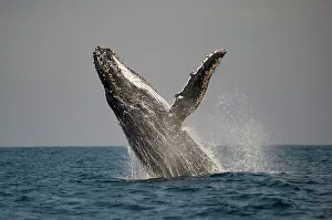 Novaengliae: Humpback Whale breaching with outstretched pectoral fin