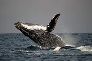 Novaengliae: Humpback Whale breaching with outstretched pectoral fin