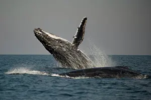 Novaengliae: Humpback Whale breaching with outstretched pectoral fin