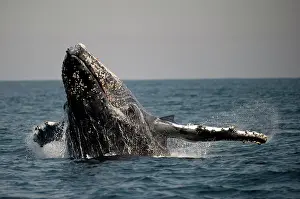 Novaengliae: Humpback Whale breaching with outstretched pectoral fin