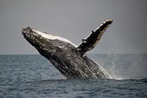 Novaengliae: Humpback Whale breaching with outstretched pectoral fin