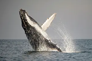 Novaengliae: Humpback Whale breaching with outstretched pectoral fin
