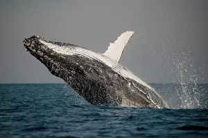 Novaengliae: Humpback Whale breaching with outstretched pectoral fin