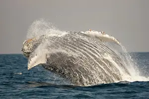 Novaengliae: Humpback Whale breaching with outstretched pectoral fin