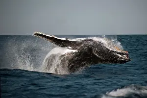 Novaengliae: Humpback Whale breaching with outstretched pectoral fin