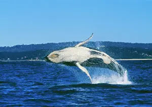 Auscape - Named Photographers: Humpback WHALE - breaching, showing underside