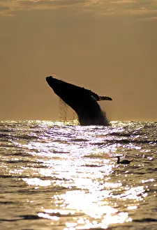 Novaengliae: Humpback Whale breaching at sunrise
