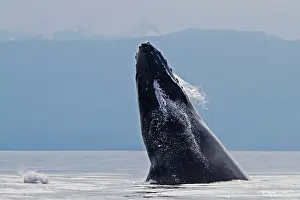 Rotating: Humpback Whale - breaching - the whale is leaping