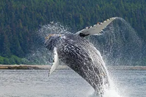 Rotating: Humpback Whale - breaching - the whale is leaping