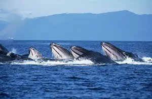 Cooperative: Humpback Whale - bubble-net or cooperative feeding