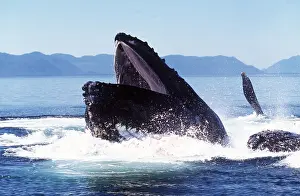 Swallowing: HUMPBACK WHALE - Bubble net Feeding / Cooperateive feeding