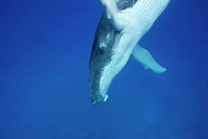 Tonga: Humpback whale - Calf, diving