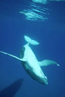 Visible: Humpback whale - Calf diving to join its mother