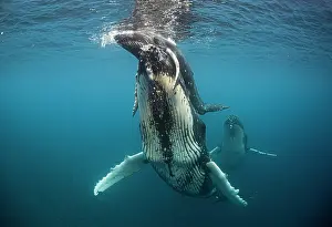 Vent: Humpback whale and calf (Megaptera novaeangliae)