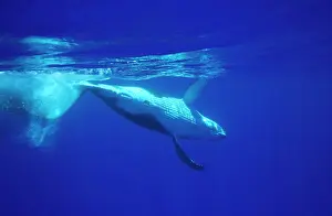 Tonga: Humpback whale - Calf, rolling and diving after