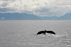 Caudal: Humpback Whale - caudal fin