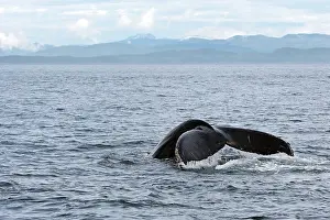 Caudal: Humpback Whale - Caudal fin